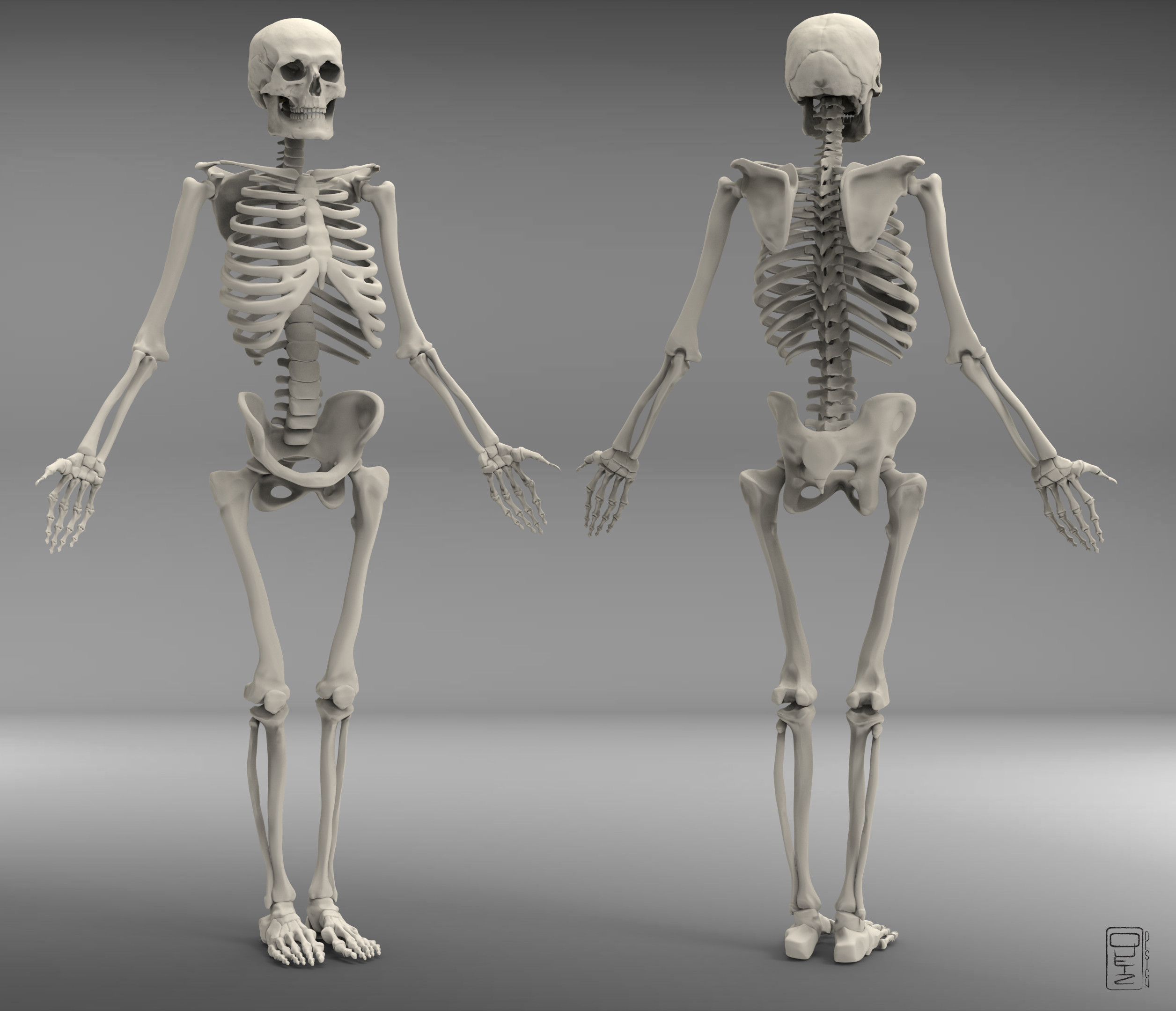Про скелет человека. Скелет человека. Скелет со всех сторон. Человеческий скелет со всех сторон. Скелет человека картинка.