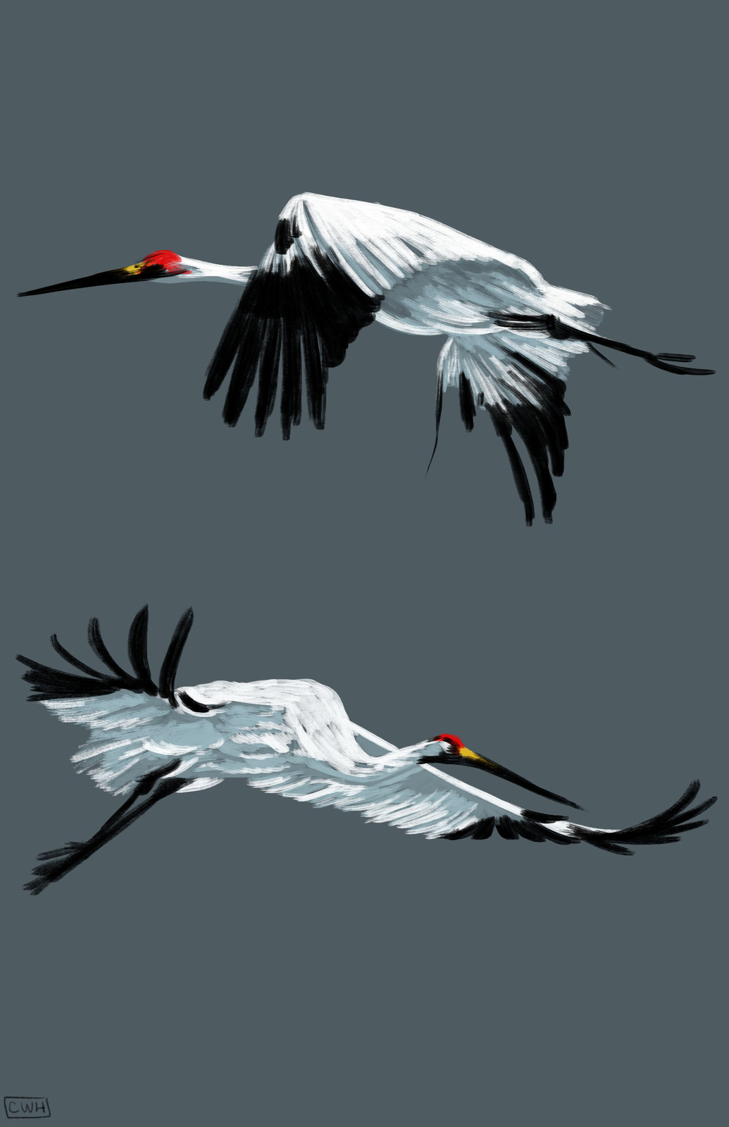 Red-crowned <b>Crane</b> Studies.