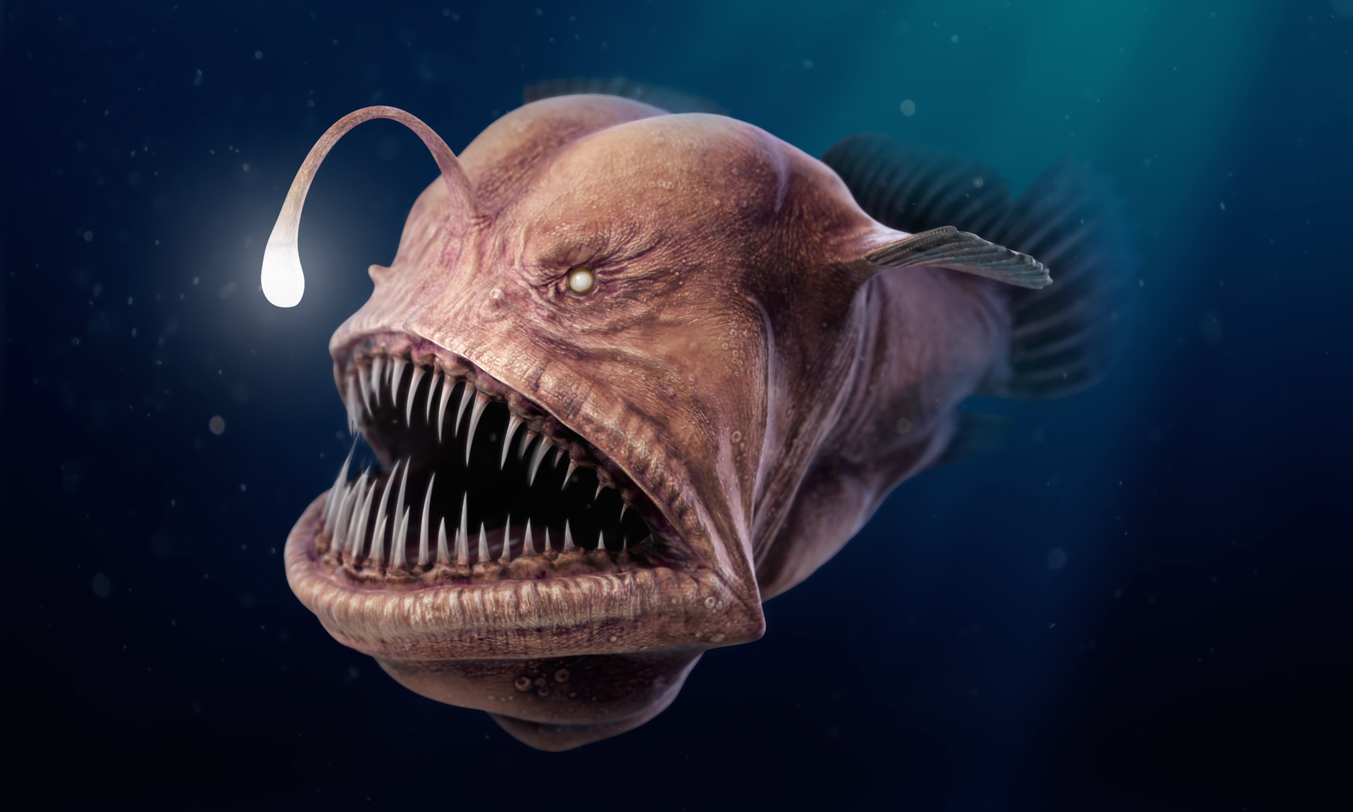 Angler Fish - Buy Royalty Free 3D model by Thomas Veyrat