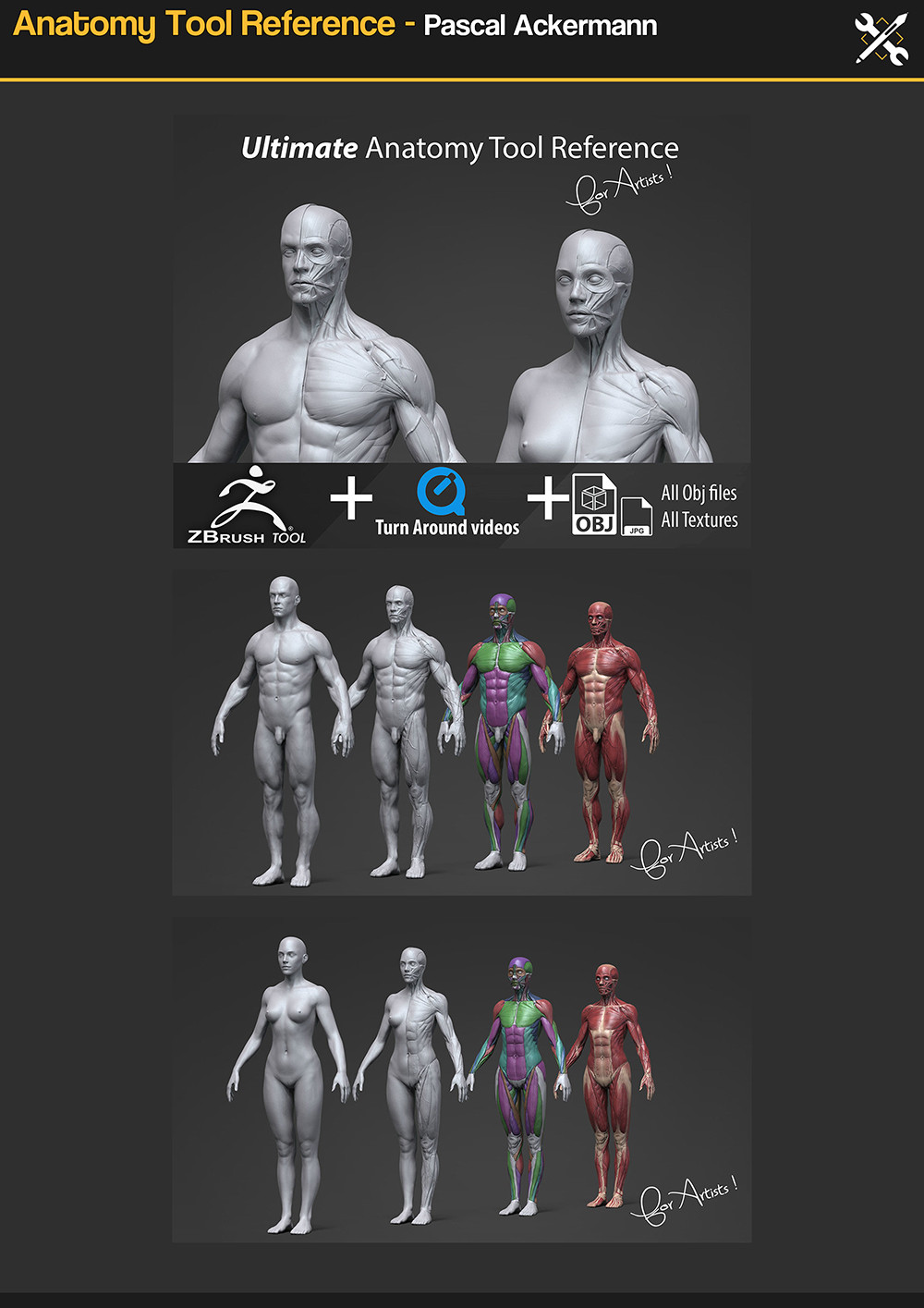Anatomy Tool Reference - https://gumroad.com/a/224212083
