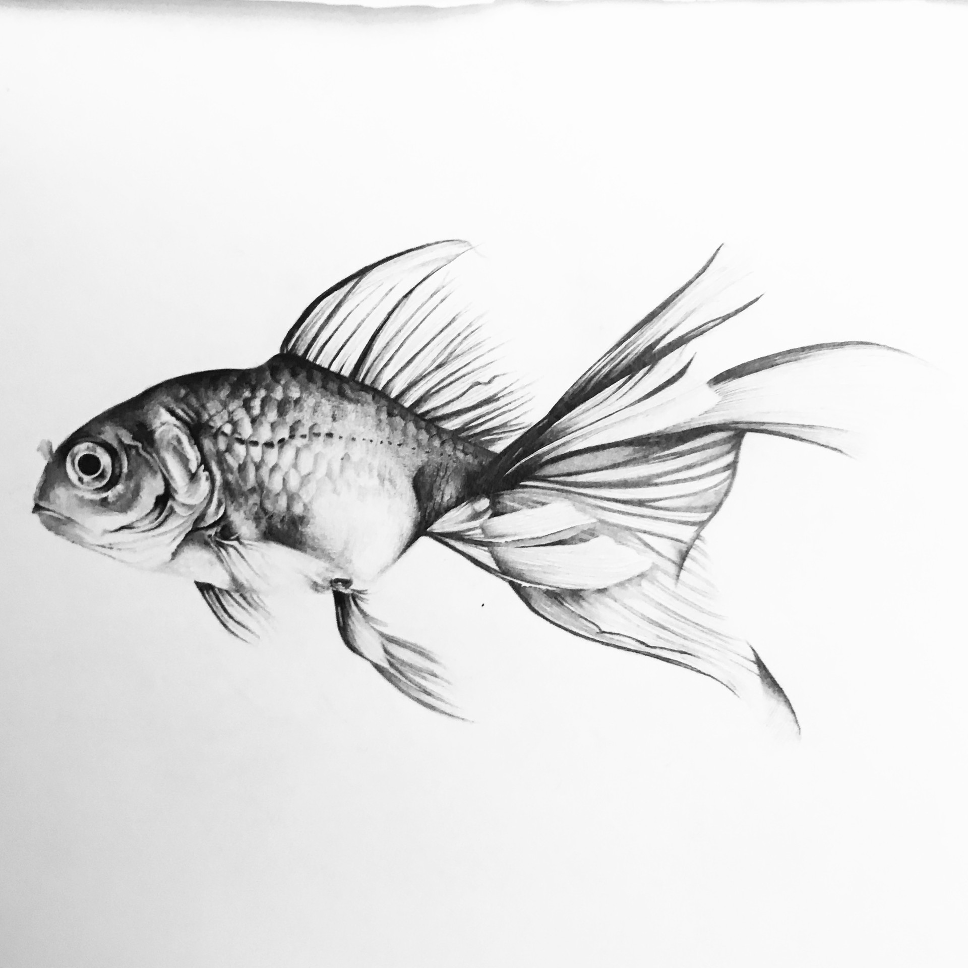 ArtStation - Fish