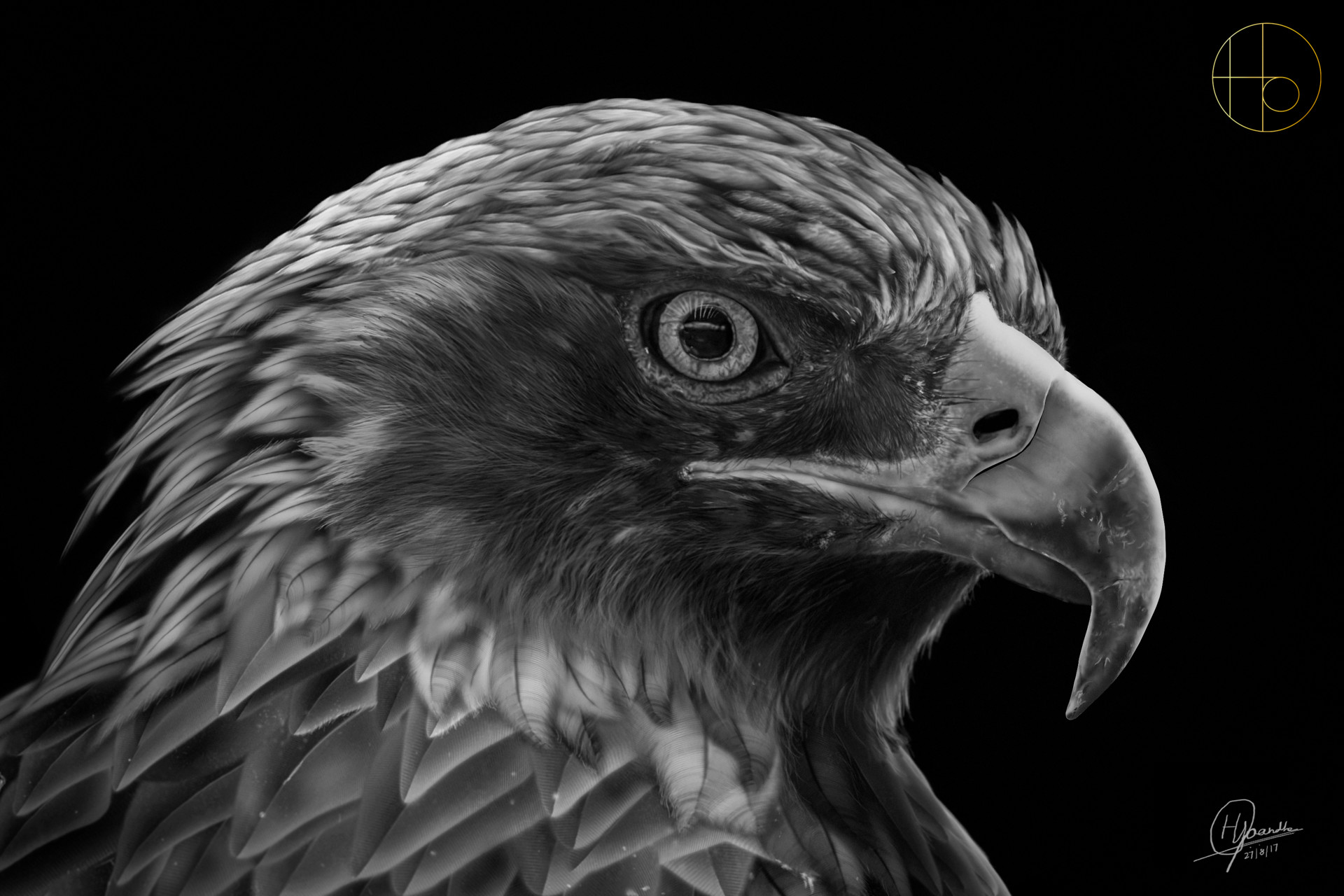 Bald Eagle Golden eagle Drawing eagle animals logo galliformes png   PNGWing