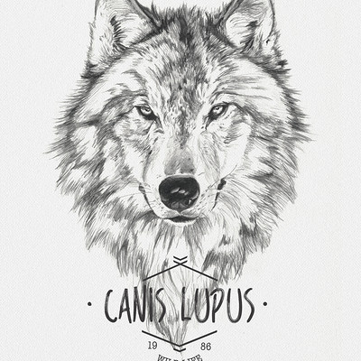 Miguel sastre wolf2