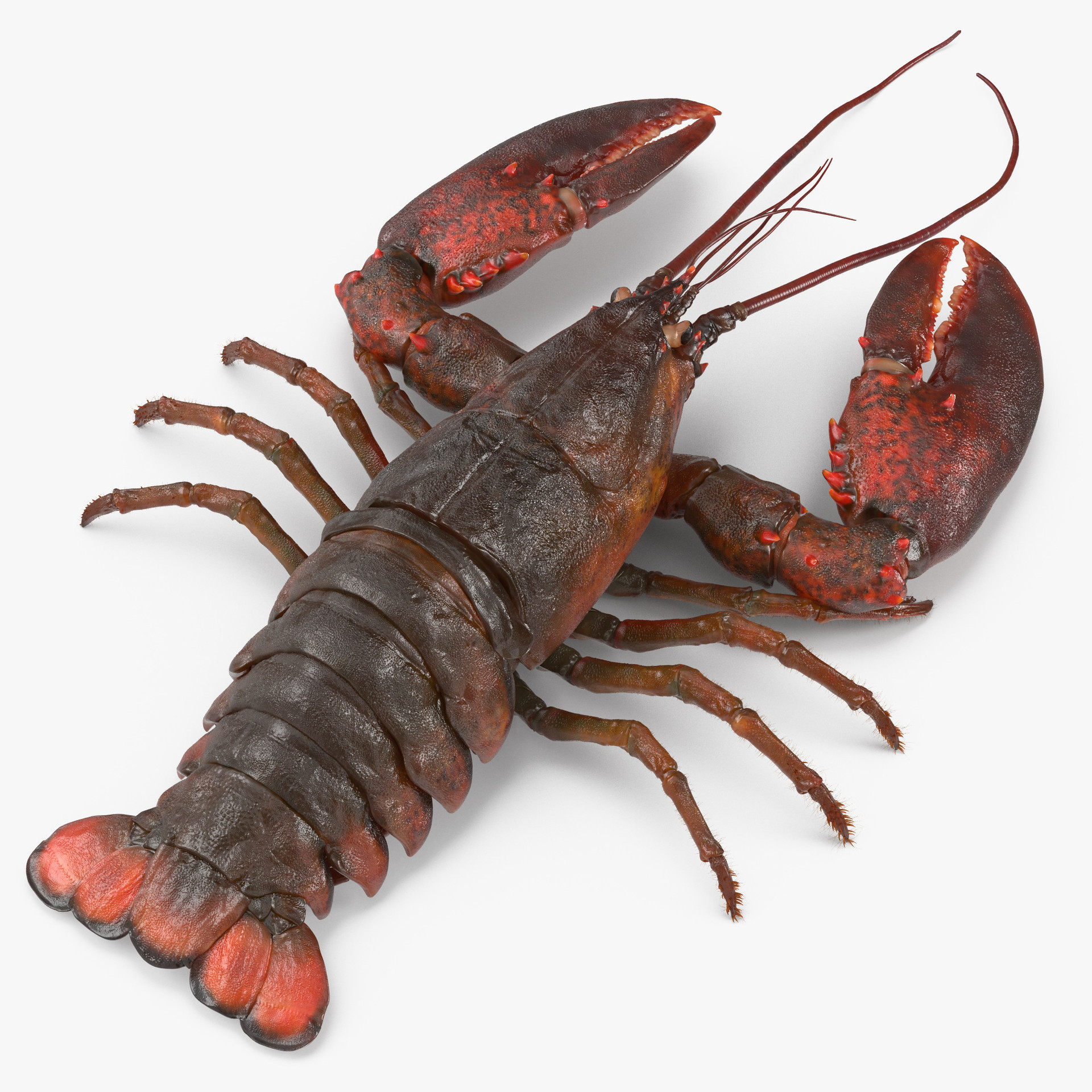 Yahoo!オークション - 超必見 LOBSTER CAPTAIN HAROLD PRO 153CM