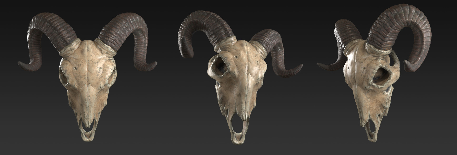 Sheep Skull.