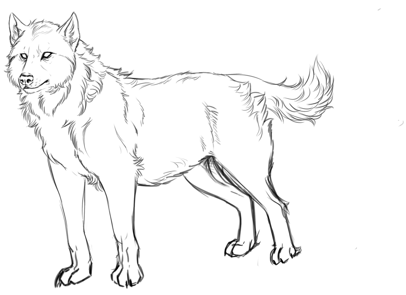 Wolf sketch (WIP 1)