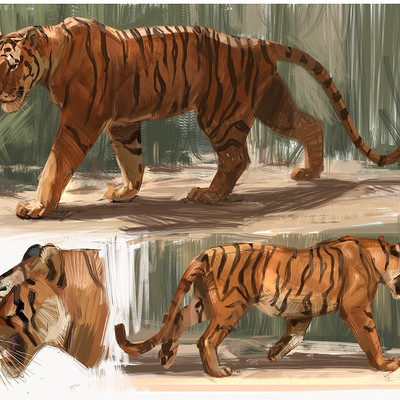 Jon kuo tiger study
