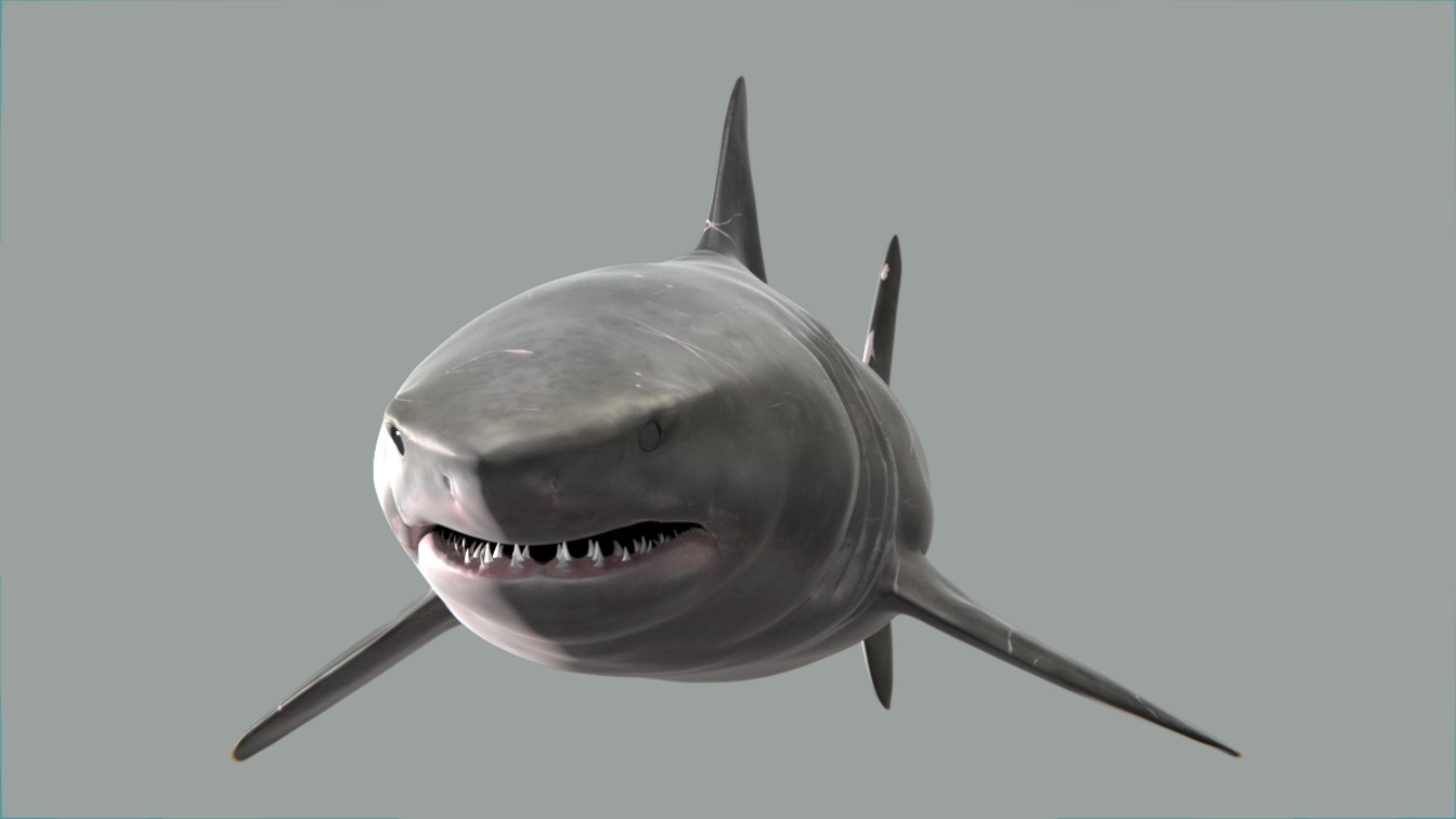 ArtStation - Great white shark - Blender