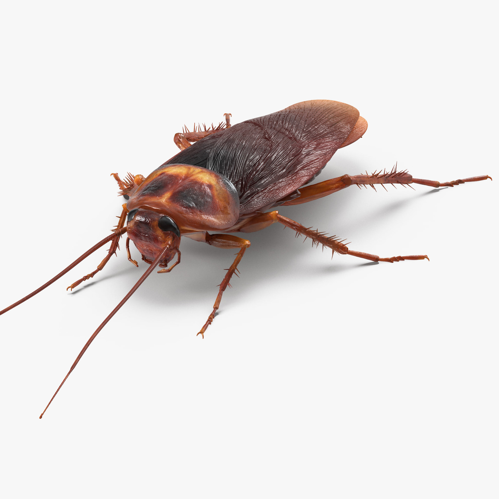 Artstation Cockroach Rigged 3d Model Andrey Simonenko