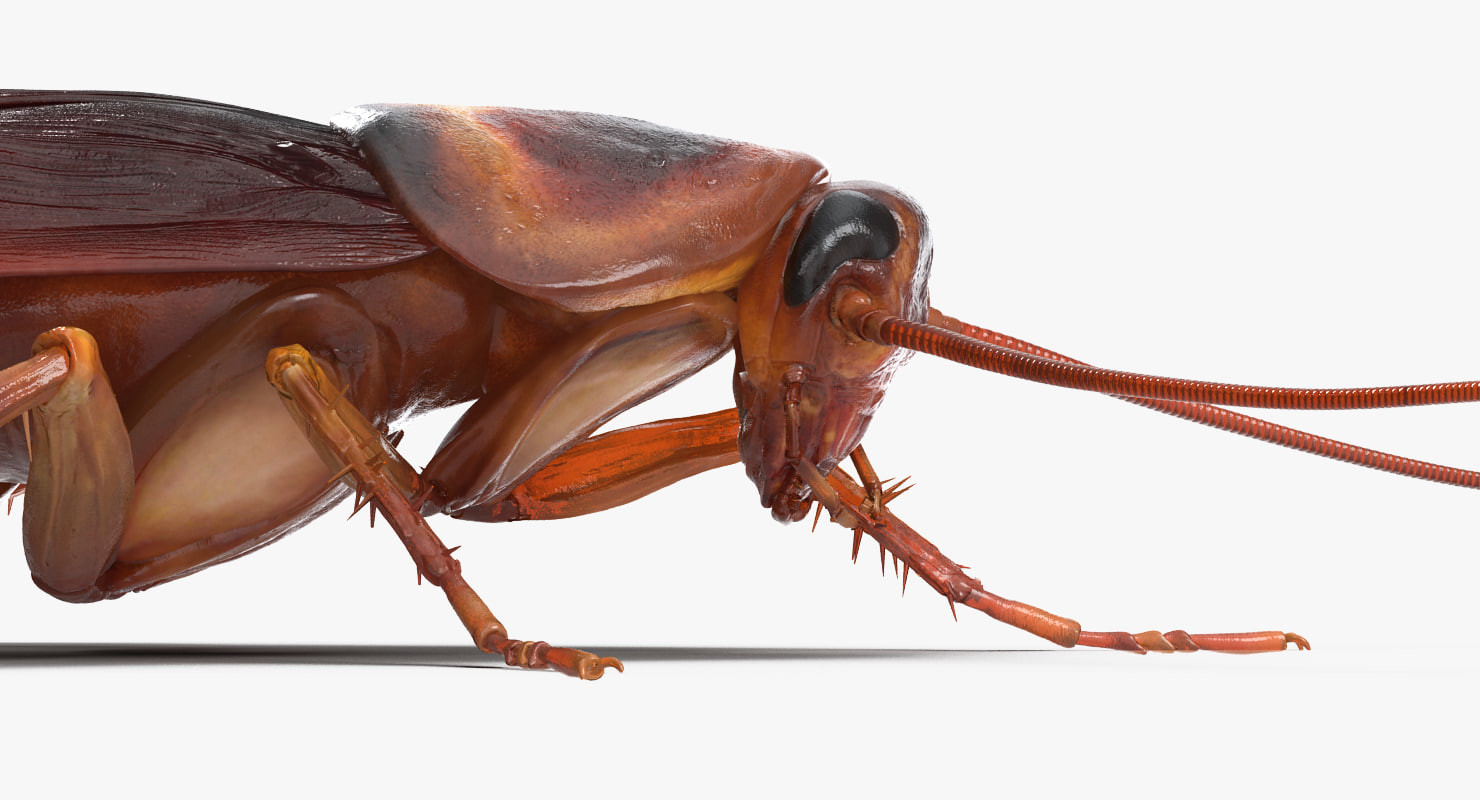 Artstation Cockroach Rigged 3d Model Andrey Simonenko