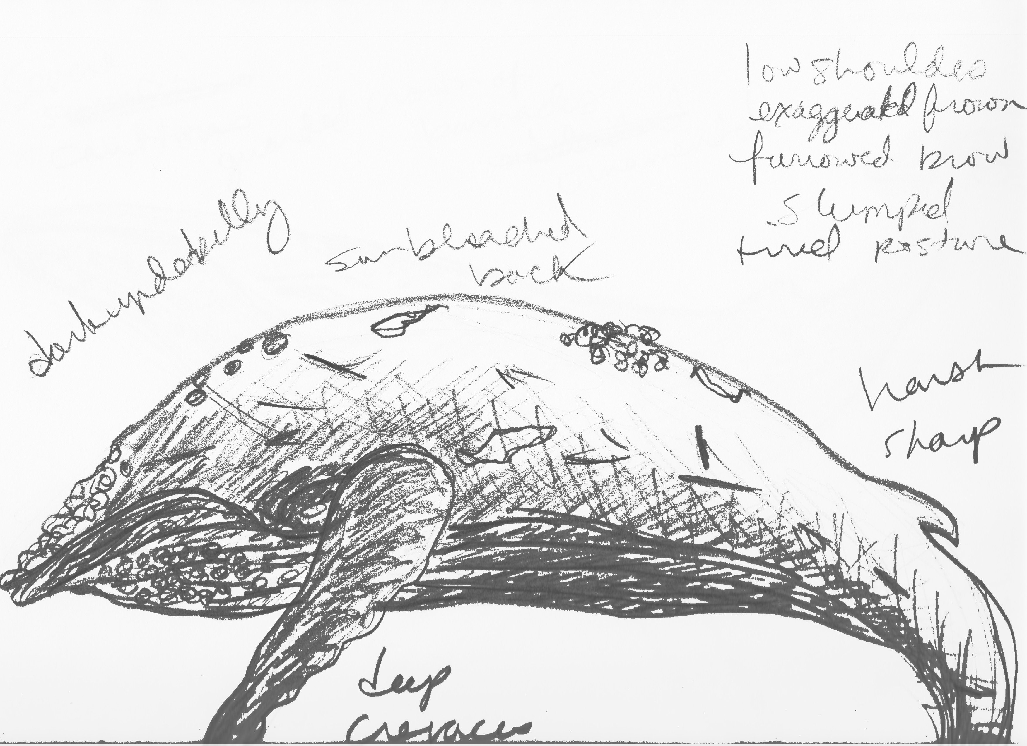 Humpback Whale Variation 2 sketch