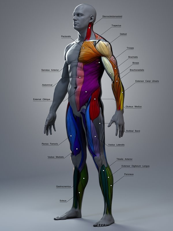 Atilla Ceylan Anatomy for 3D Artists