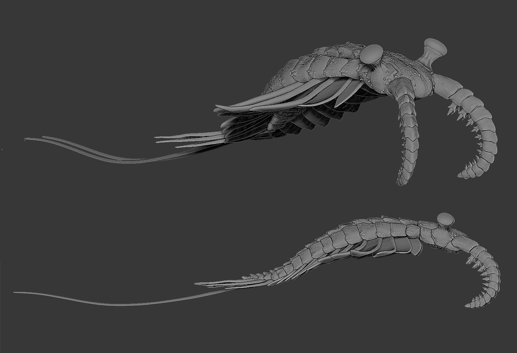 Rainer H - Anomalocaris