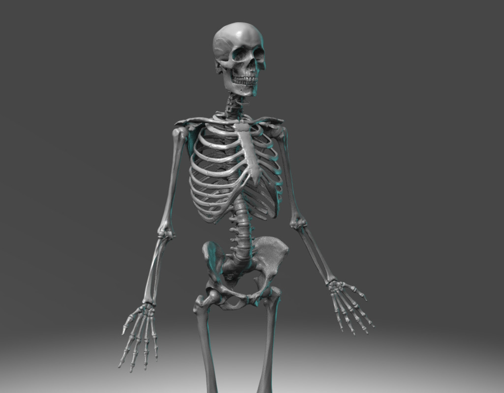 Human skeletal reference. Sculpted from an actual human skeleton while studying in cadaver Lab at the University of Utah medical school.