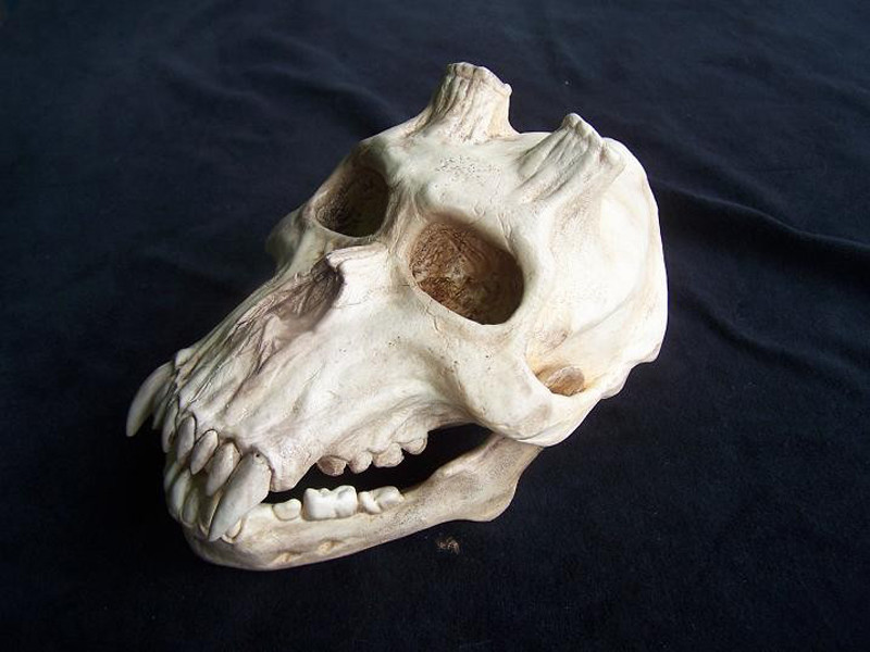 Chupacabra skull Sculpture