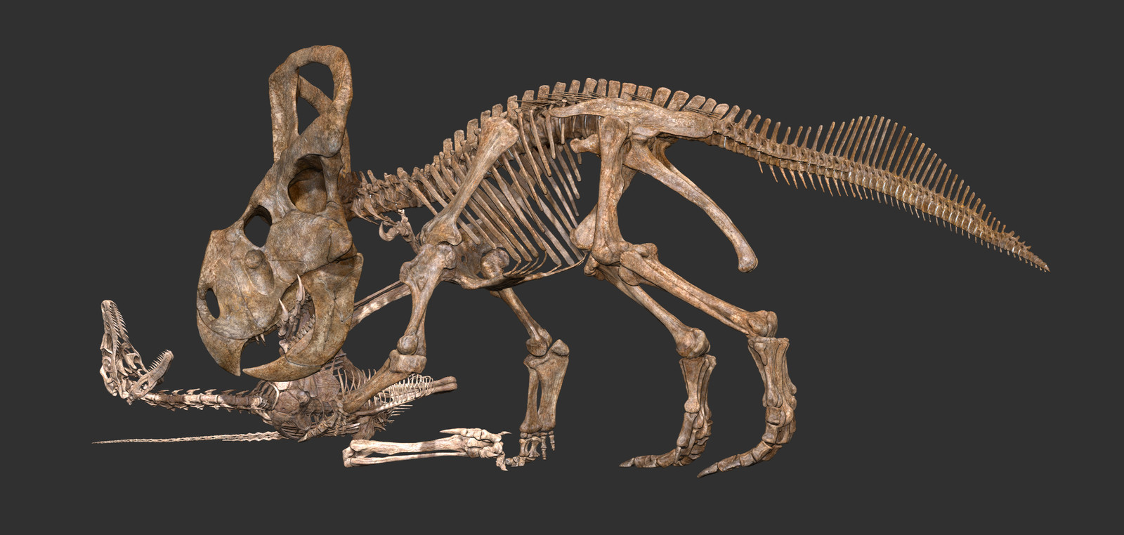 fighting dinosaurs fossil