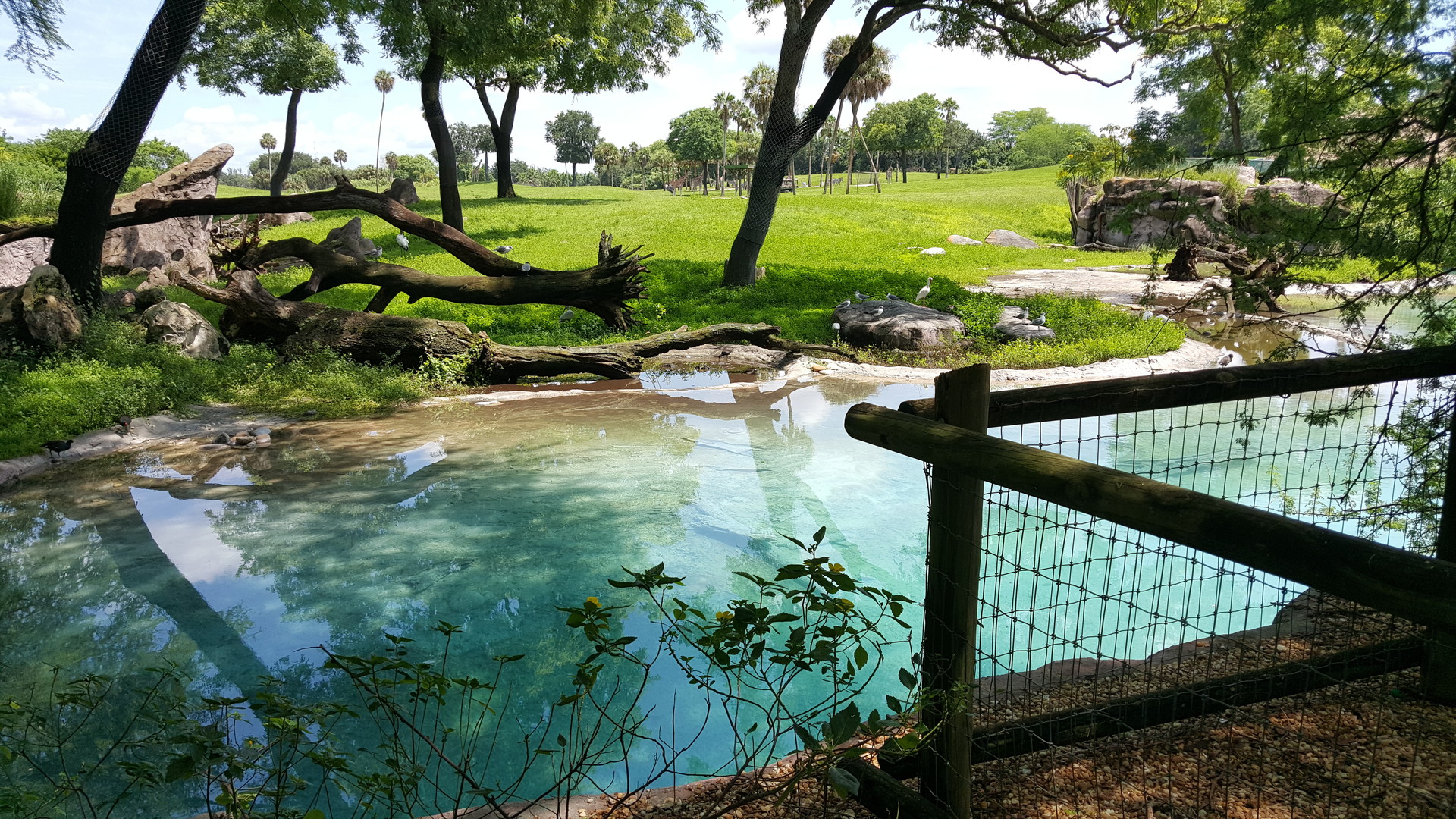 Fallen Phoenix Busch Gardens Photo Deni Draws 20180810 122516