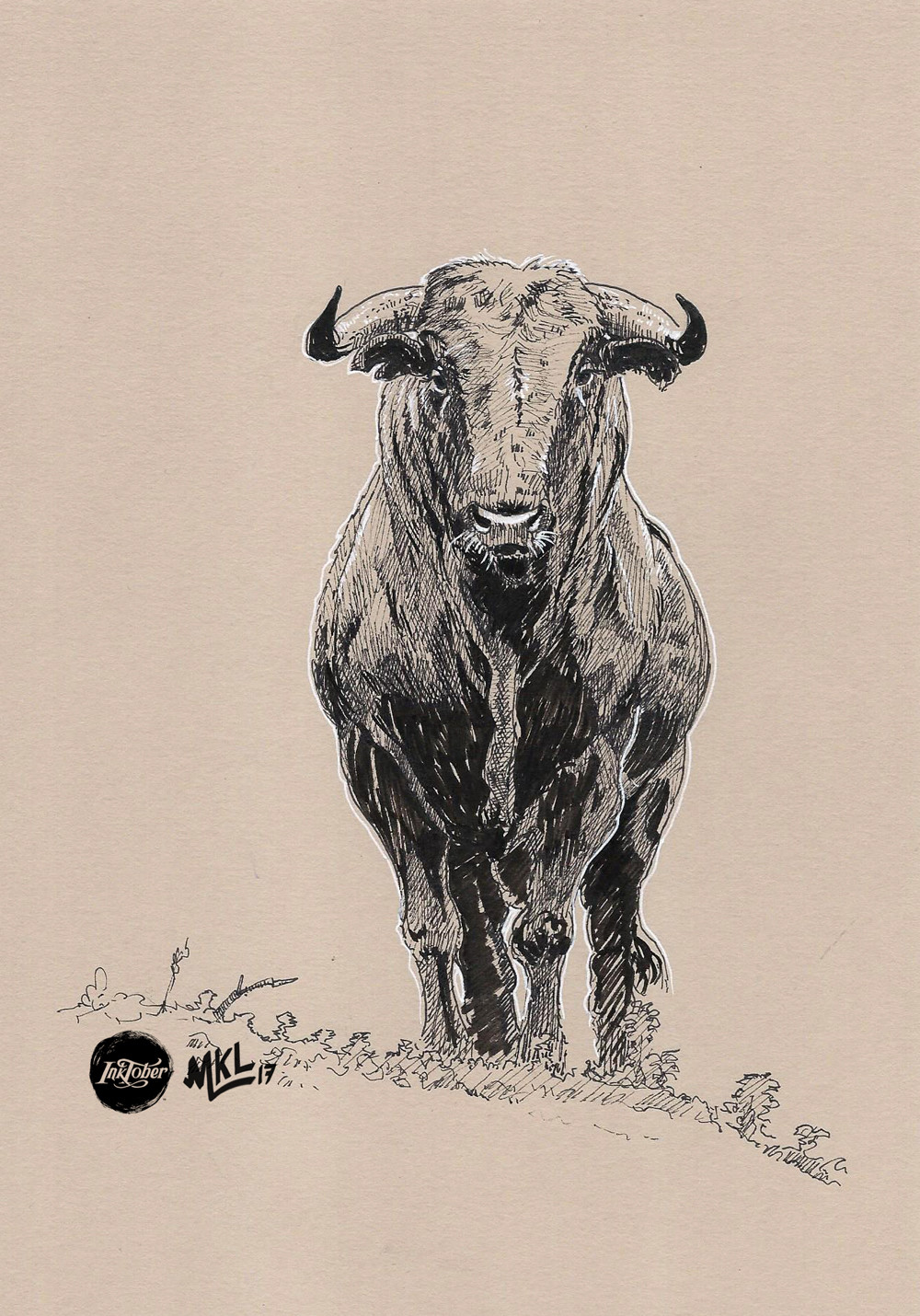 Inktober Day 17 : Bull study and shells (from life) !