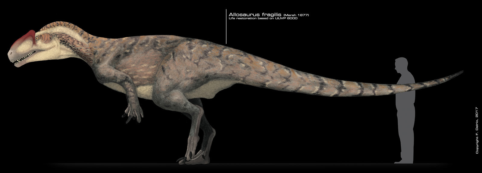 allosaurus fragilis a revised osteology