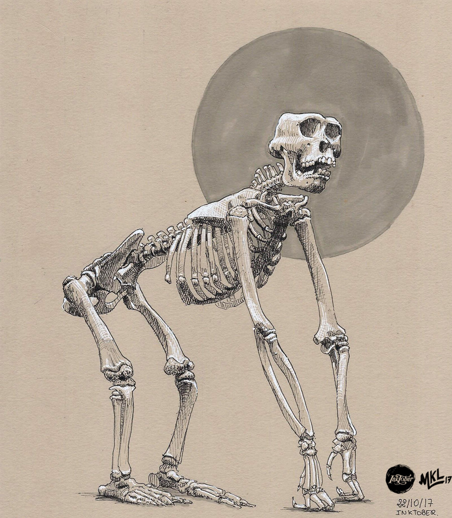 Haekel Lav Inktober Day 22 Gorilla Skeleton Study