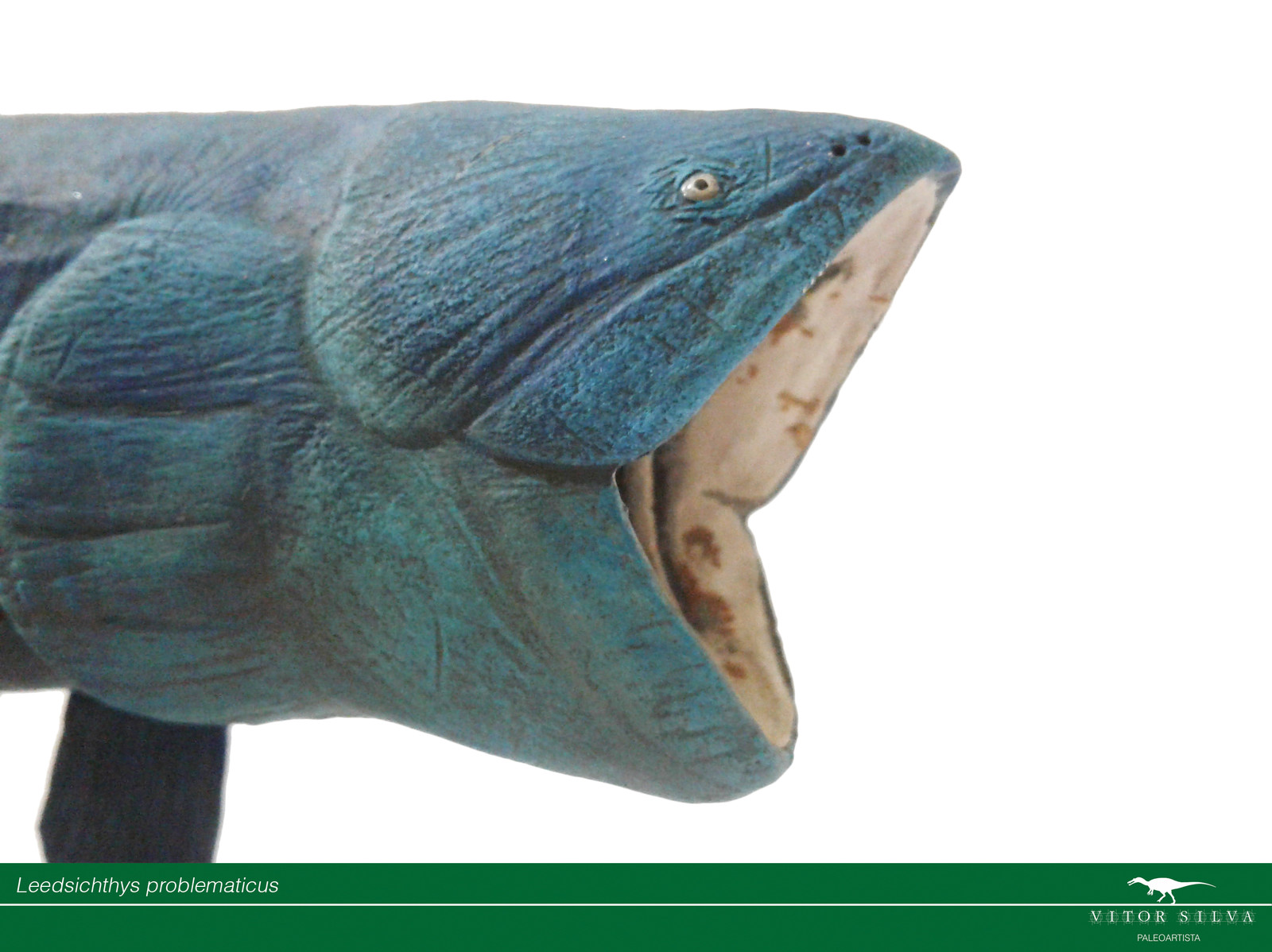 Notice the 4 tiny pairs of teeth on the upper jaws.