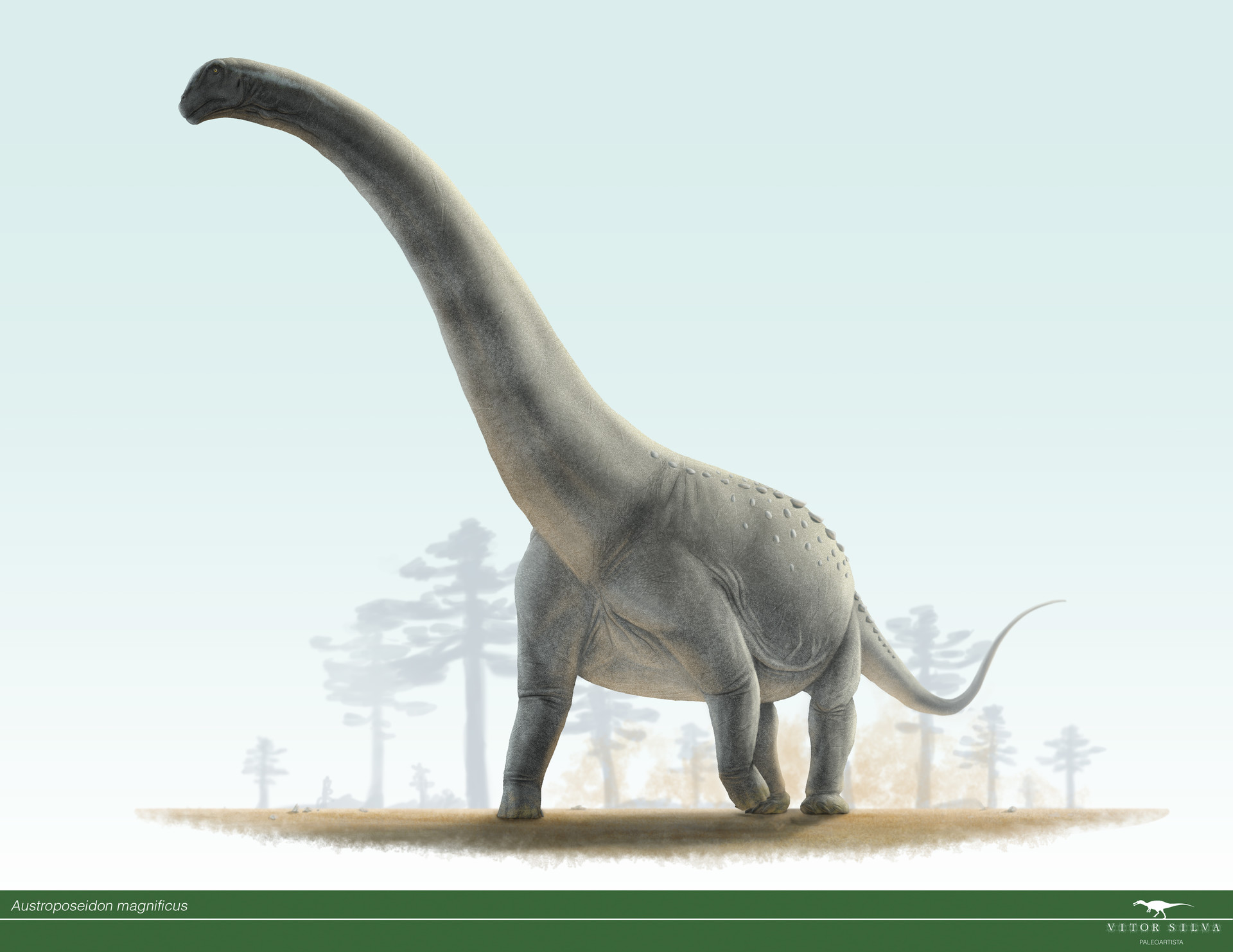 Где большой динозавр. Зауропод амфицелий. Амфицелия динозавр. Самый большой динозавр амфицелия. Самый большой динозавр Аргентинозавр.