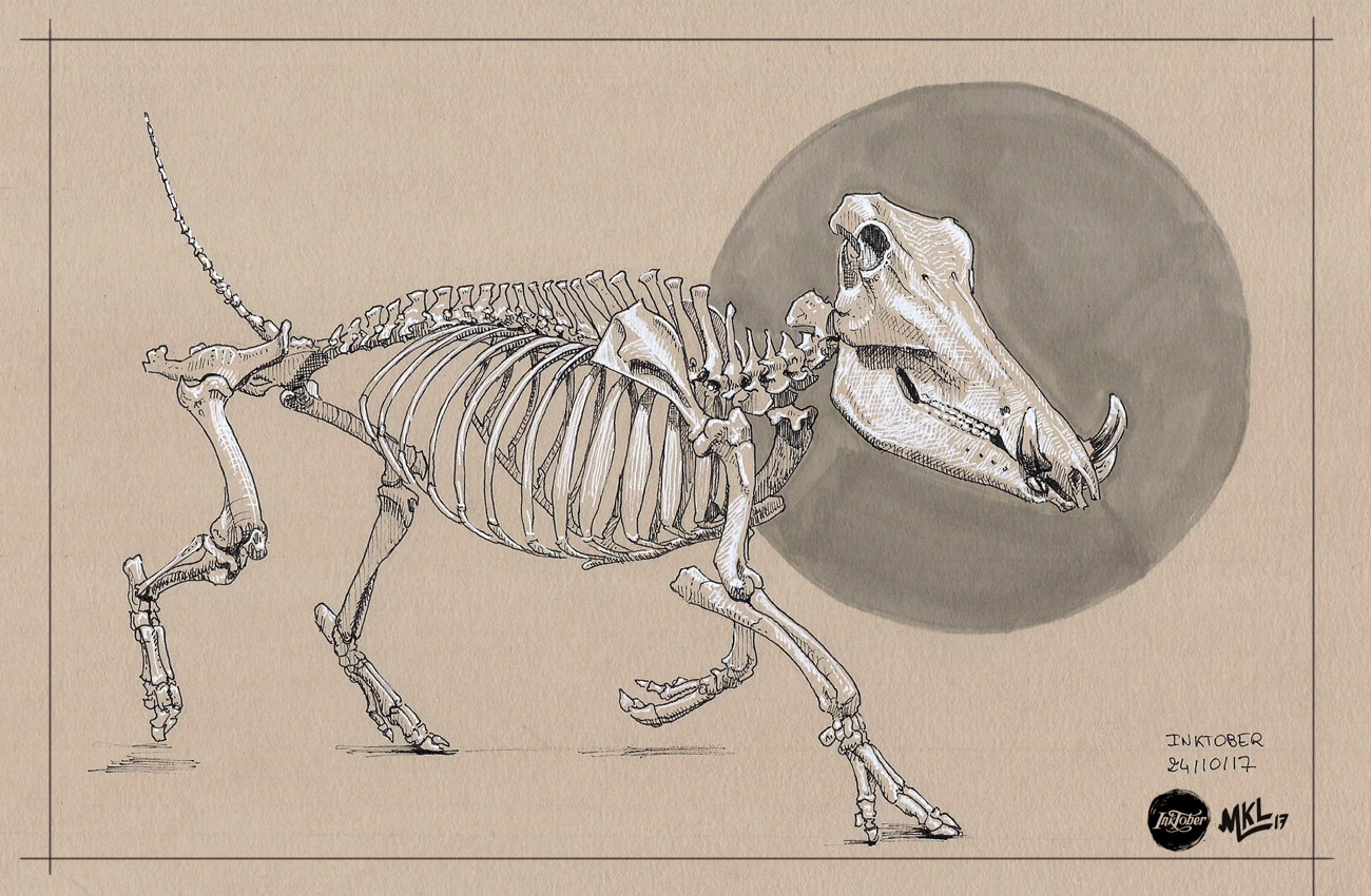 Inktober Day 24 : Wild hog skeleton study