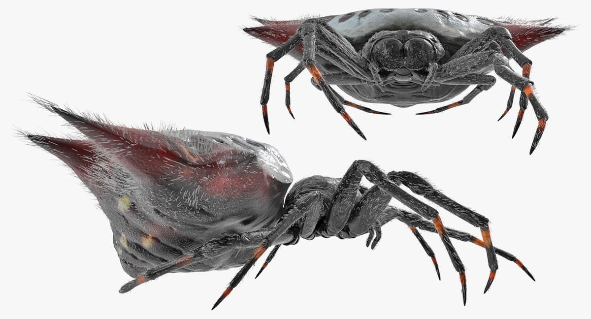 Andrey Simonenko - 3D Spiny Orb Weaver Spider