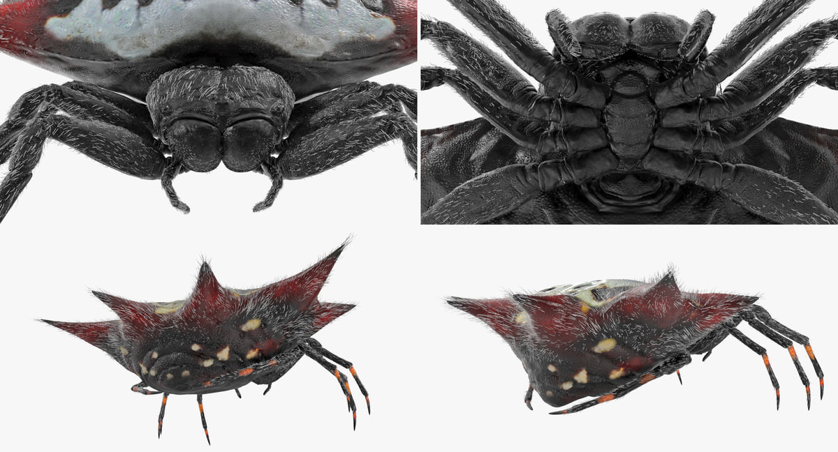 Exclusive Flesh And Blood Rainbow Foil Orb-Weaver Spinneret