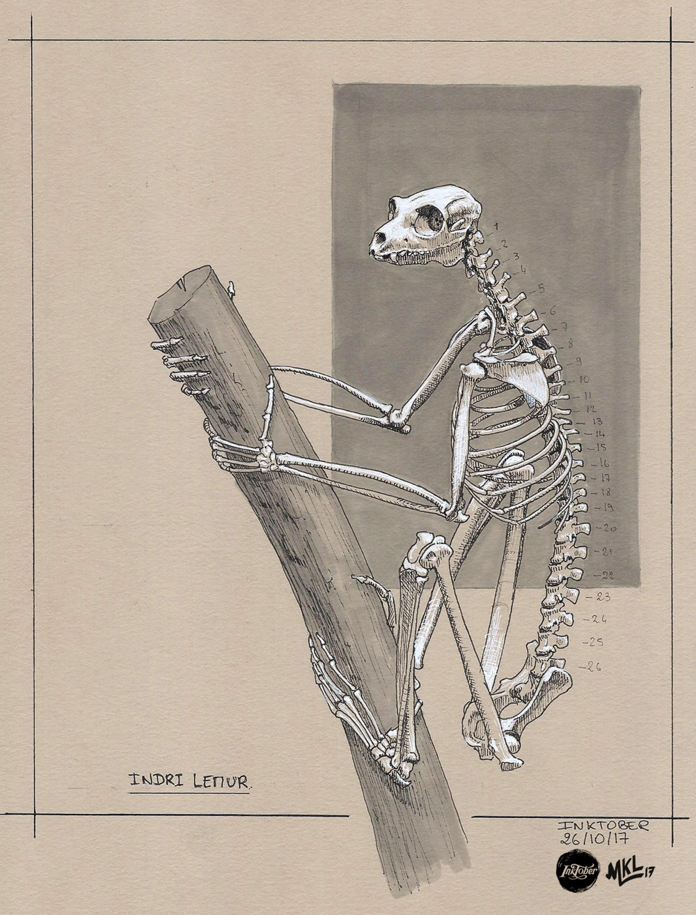 Inktober Day 26 : Indri lemur skeleton study