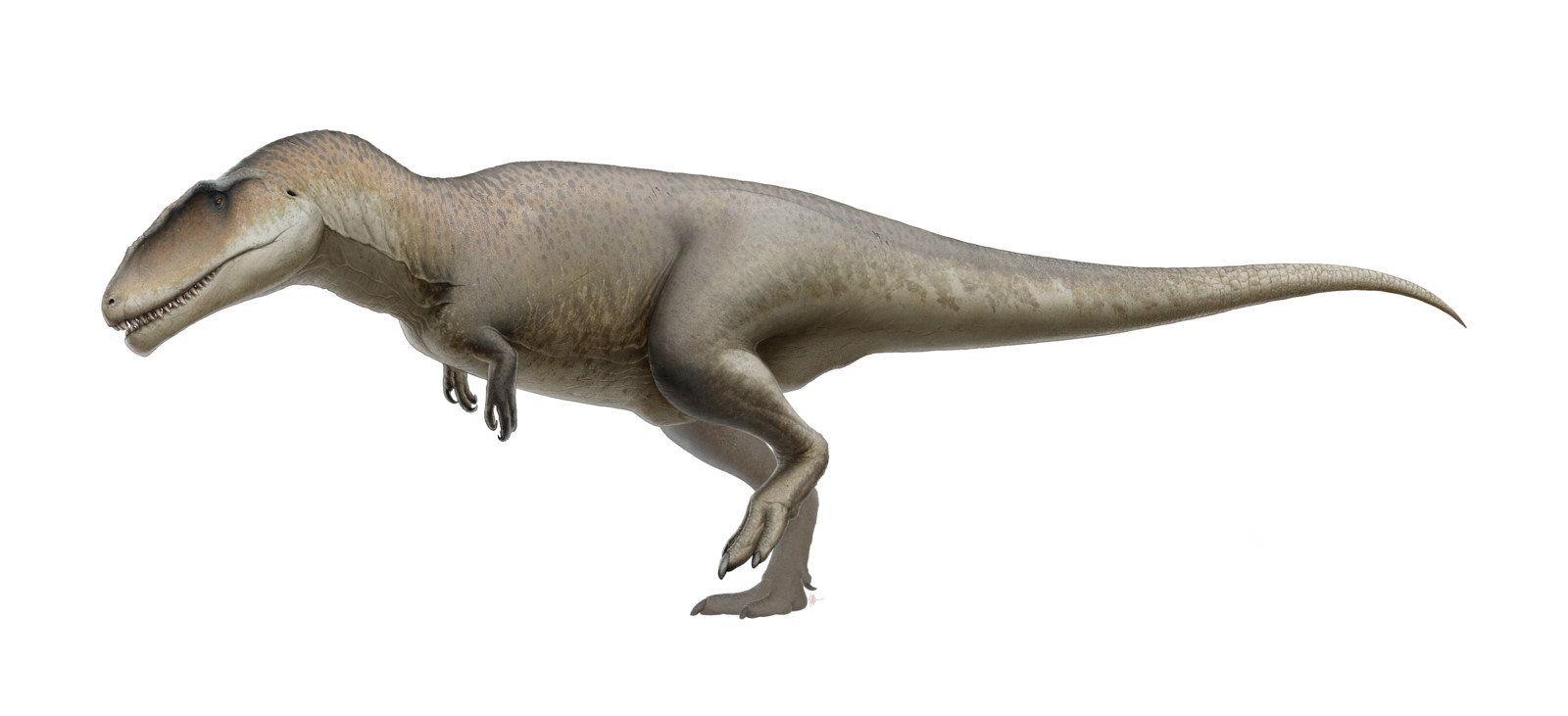 Frederic Wierum - Carcharodontosaurus: Wikipedia