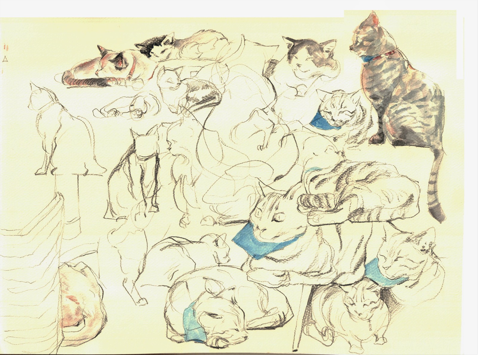 Some Cats.