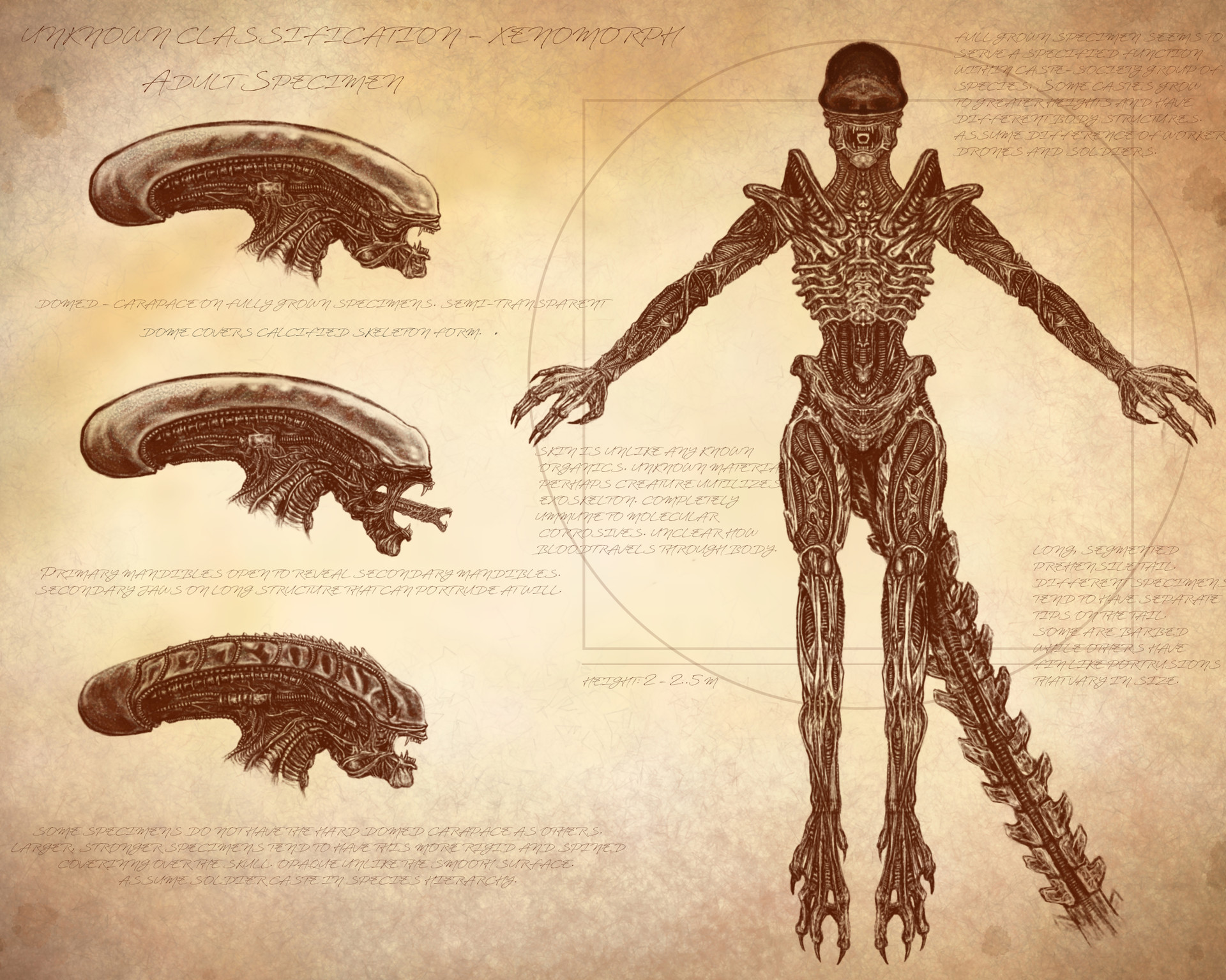 Artstation xenomorph anatomy