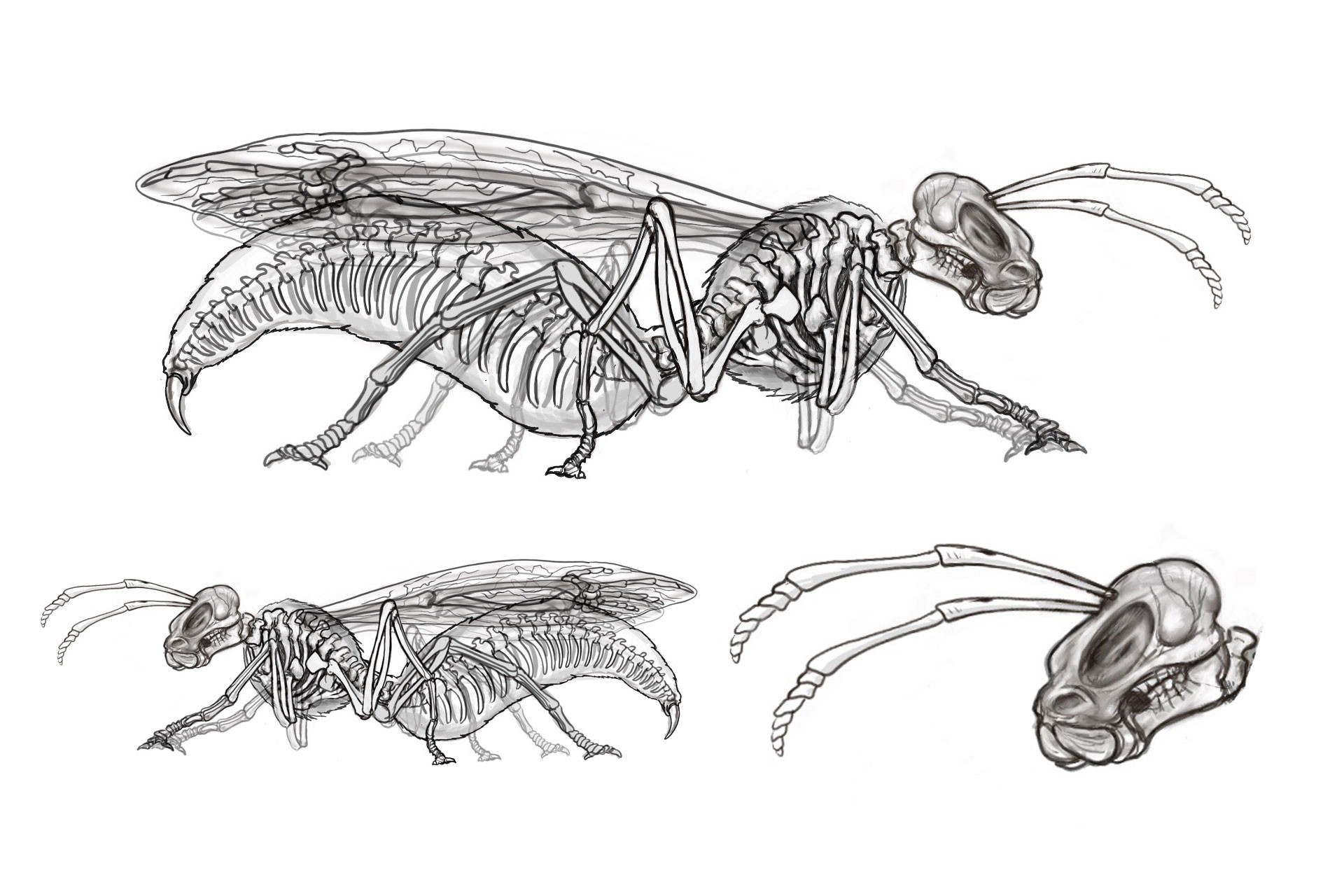 Раки наружный скелет. Скелет гнуса. Наружный скелет насекомых. Скелет пчелы. Насекомые референс.