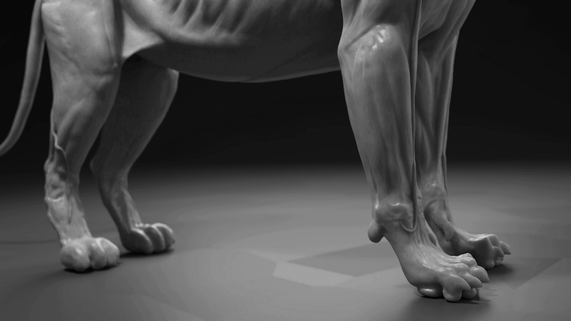 Lioness Anatomy, Are Male African Lions More Muscular And Have Robust Built Than The Tiger From The Picture One Can See The Lion S Muscle More Easily Compared To The Tiger S Quora - Jun 18, 2021 · my mama lioness told me, her middle son cub, that i was affectionate.