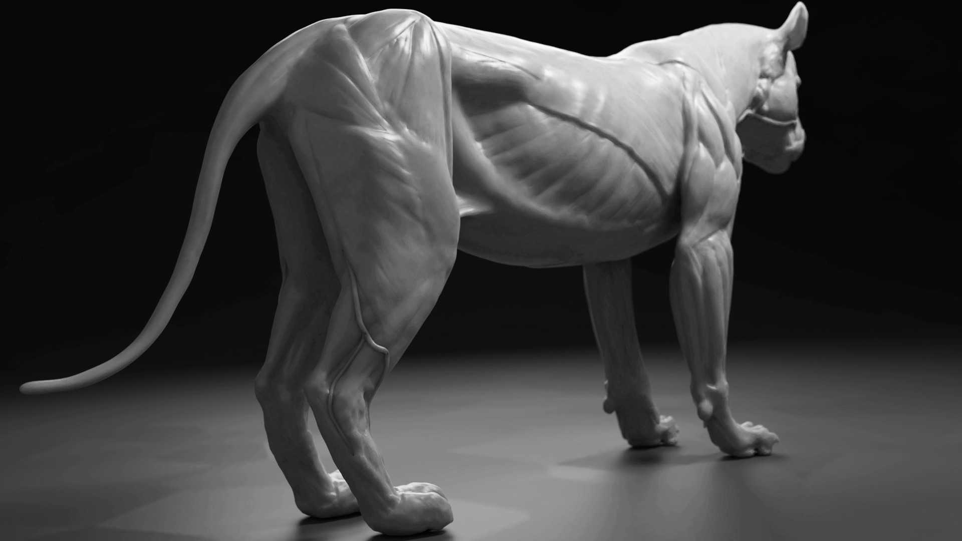 Jan Strba Lioness Anatomy Study Wip