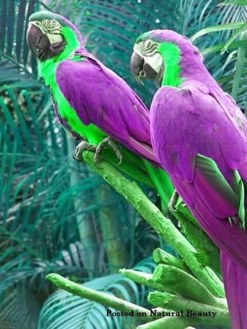 niettemin kat Seminarie Engelen Veronique - paars groen papagaai
