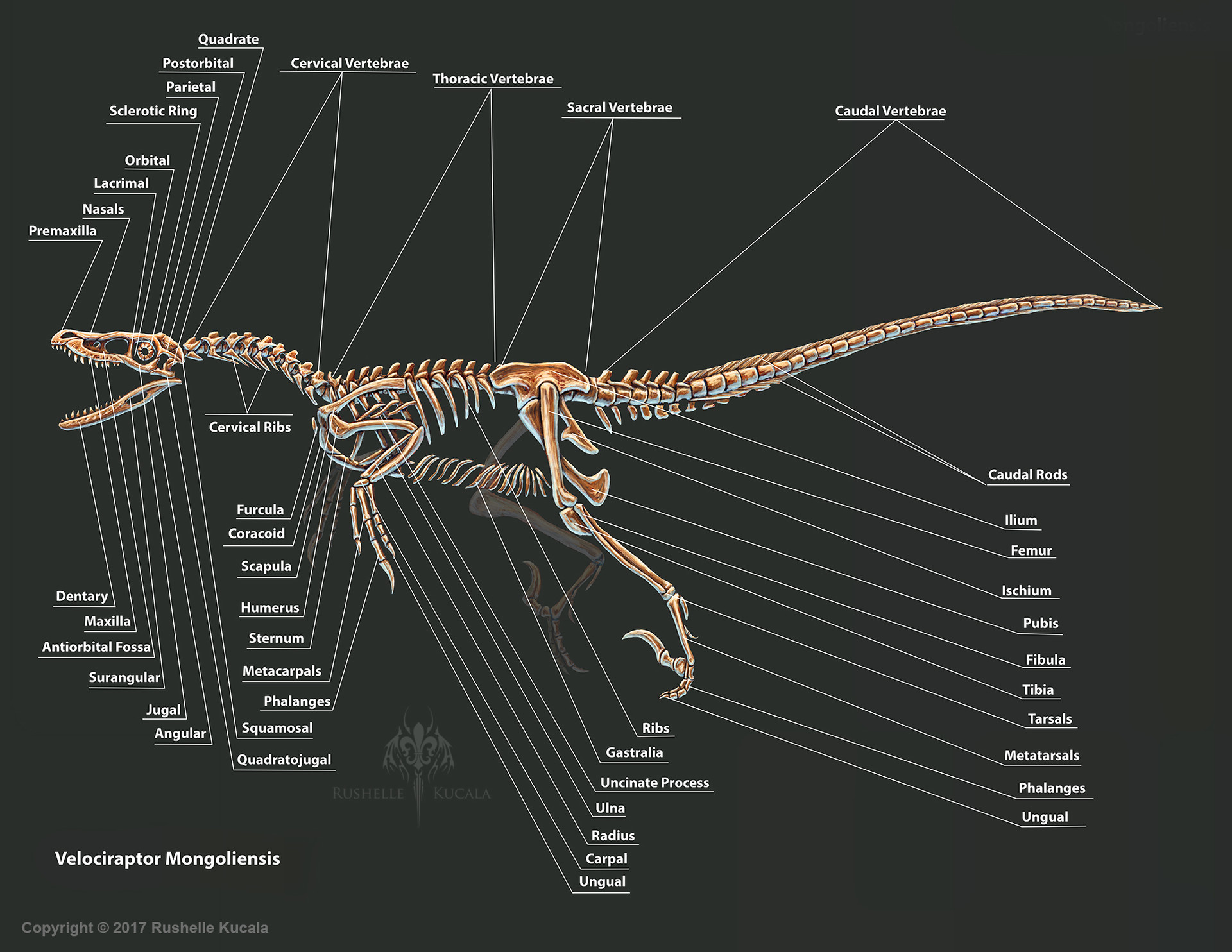 ArtStation - Velociraptor Mongoliensis Skeletal Study, Rushelle Kucala