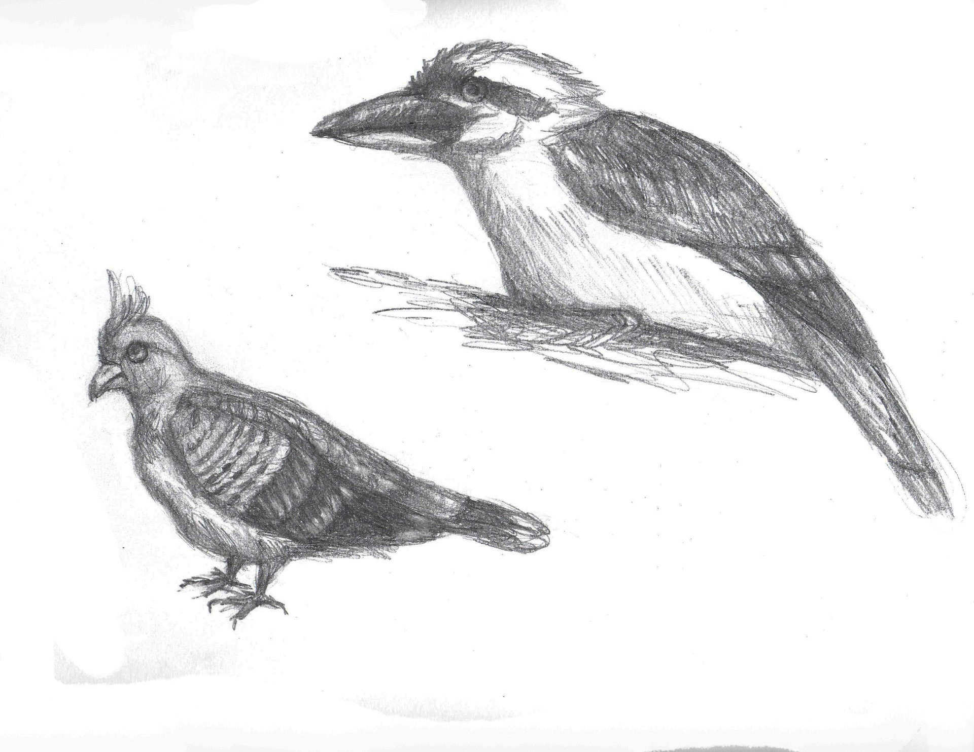 Artstation Kookaburra And Crested Pigeon Graham Voss