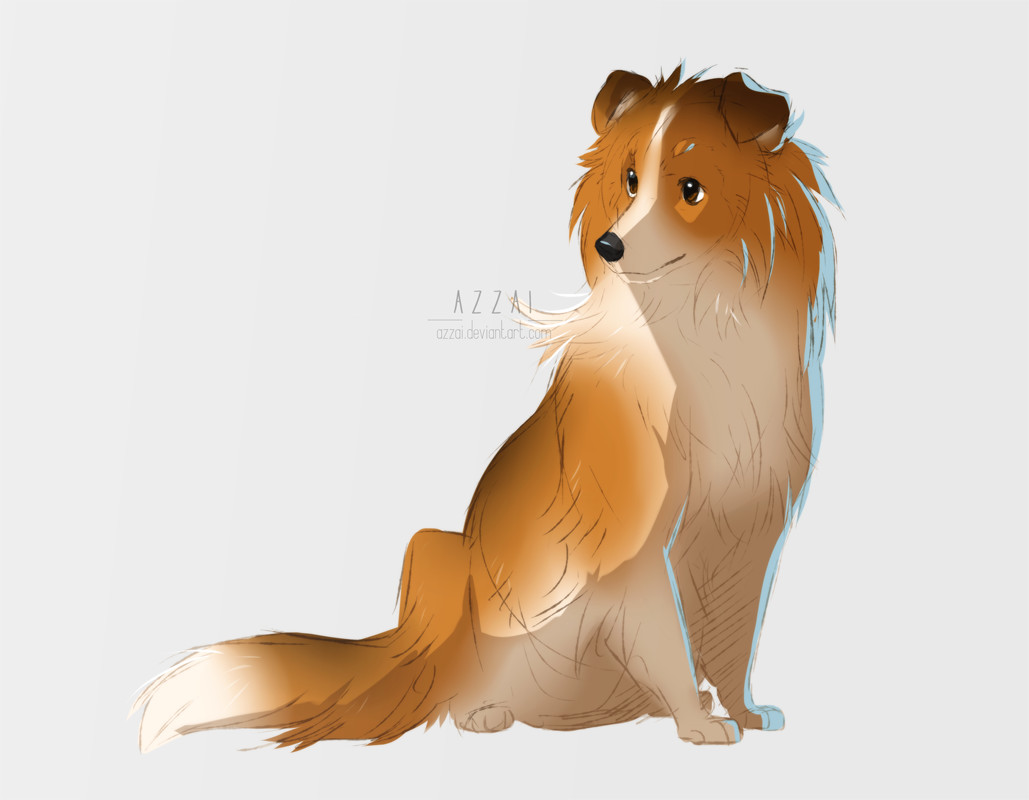 Artstation Sheltie Sketches Azzai Wanderia