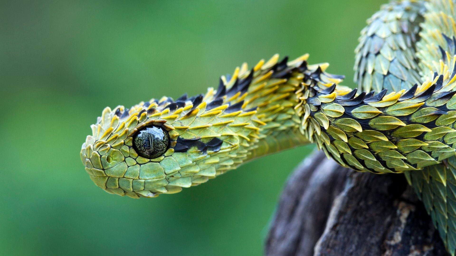 kirin-kar-wai-reptiles-snake-tree-snakes