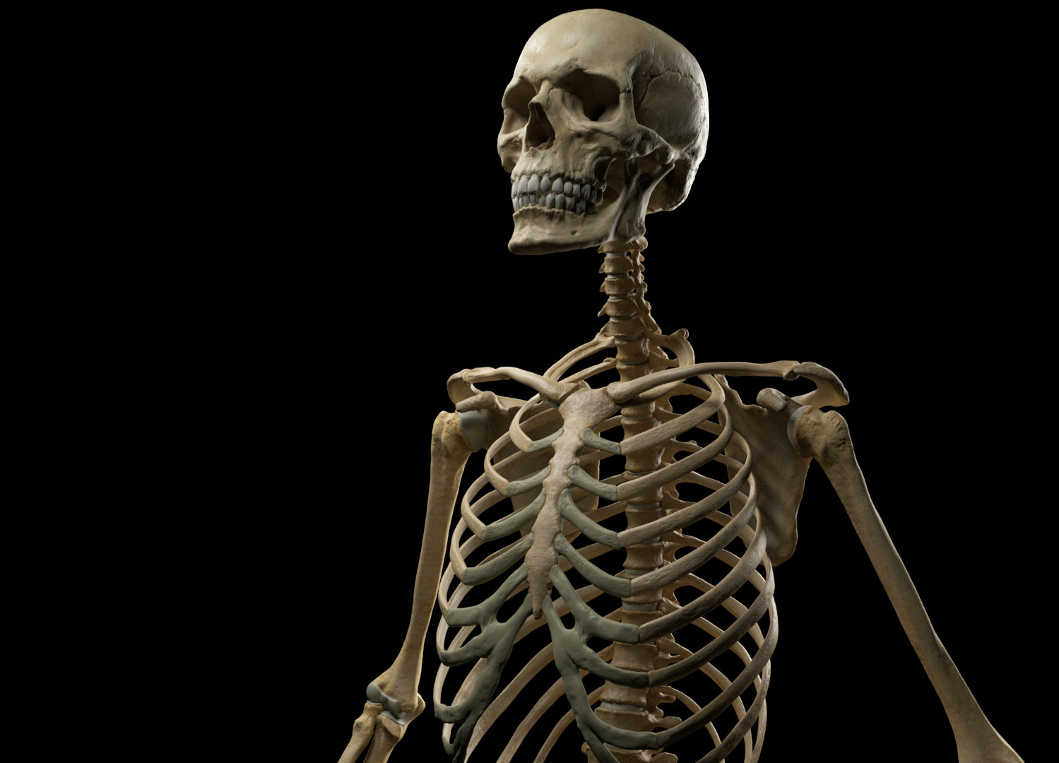 Поверхность скелета. Скелет человека.