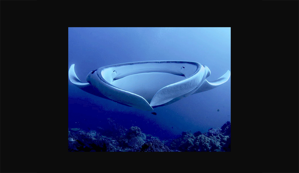 ArtStation - Europa's Torpedo Shark - "Tura Opu"