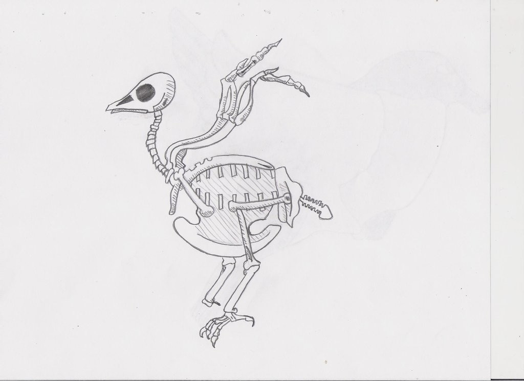 Bird Drawing Skeleton Stock Illustrations – 1,300 Bird Drawing Skeleton  Stock Illustrations, Vectors & Clipart - Dreamstime