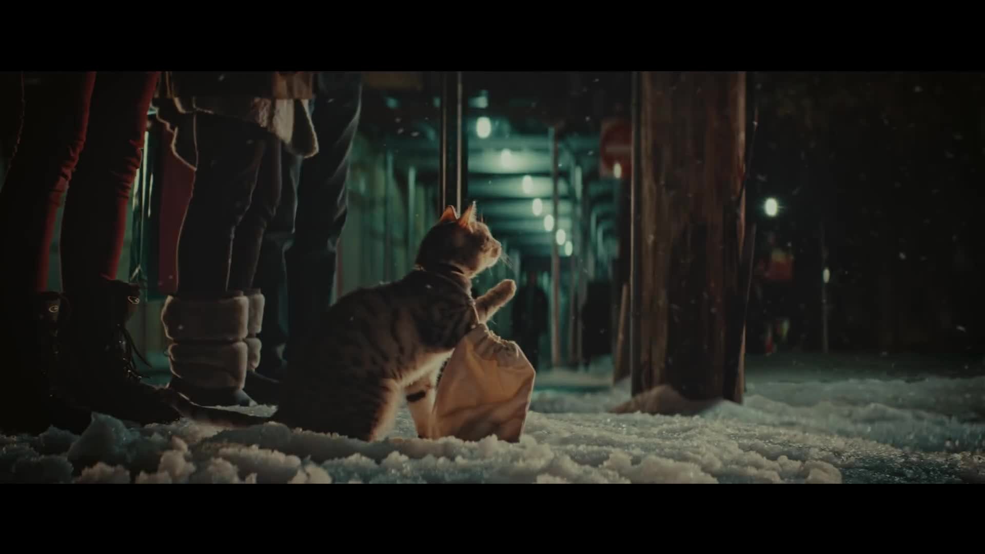Artstation New York Lottery Commercial Bodega Cat Matte