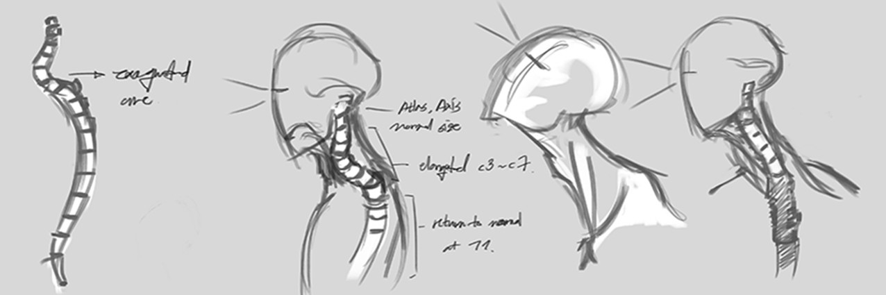 Sketch: Neck Movement