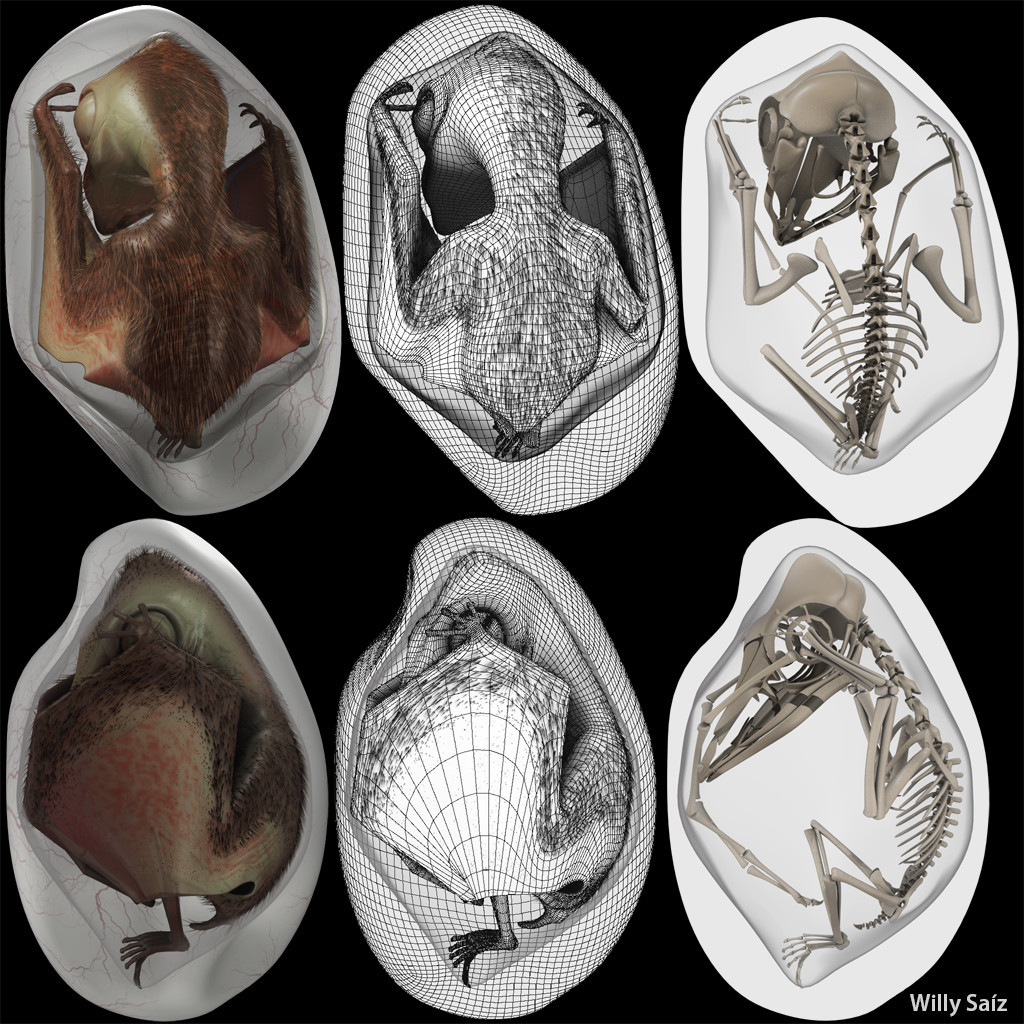 the pterodactyls egg story