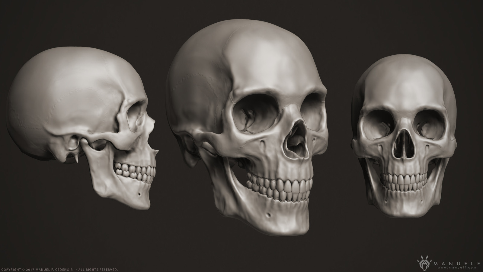 Скелет 3d анатомии