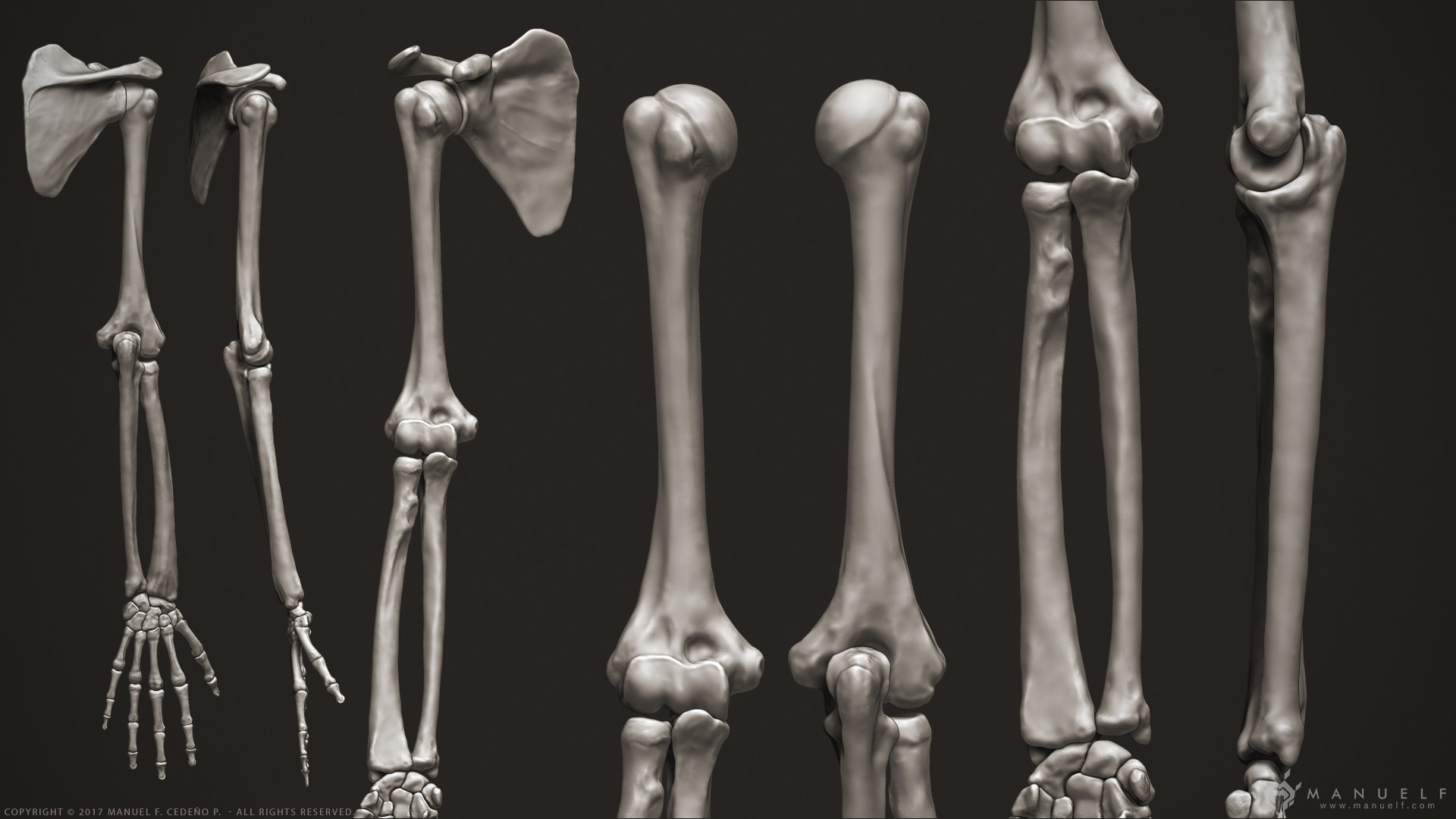 Bones r. Плечевая кость 3д. Берцовая кость 3д модель. Плечевая кость на скелете. Скелет ноги.