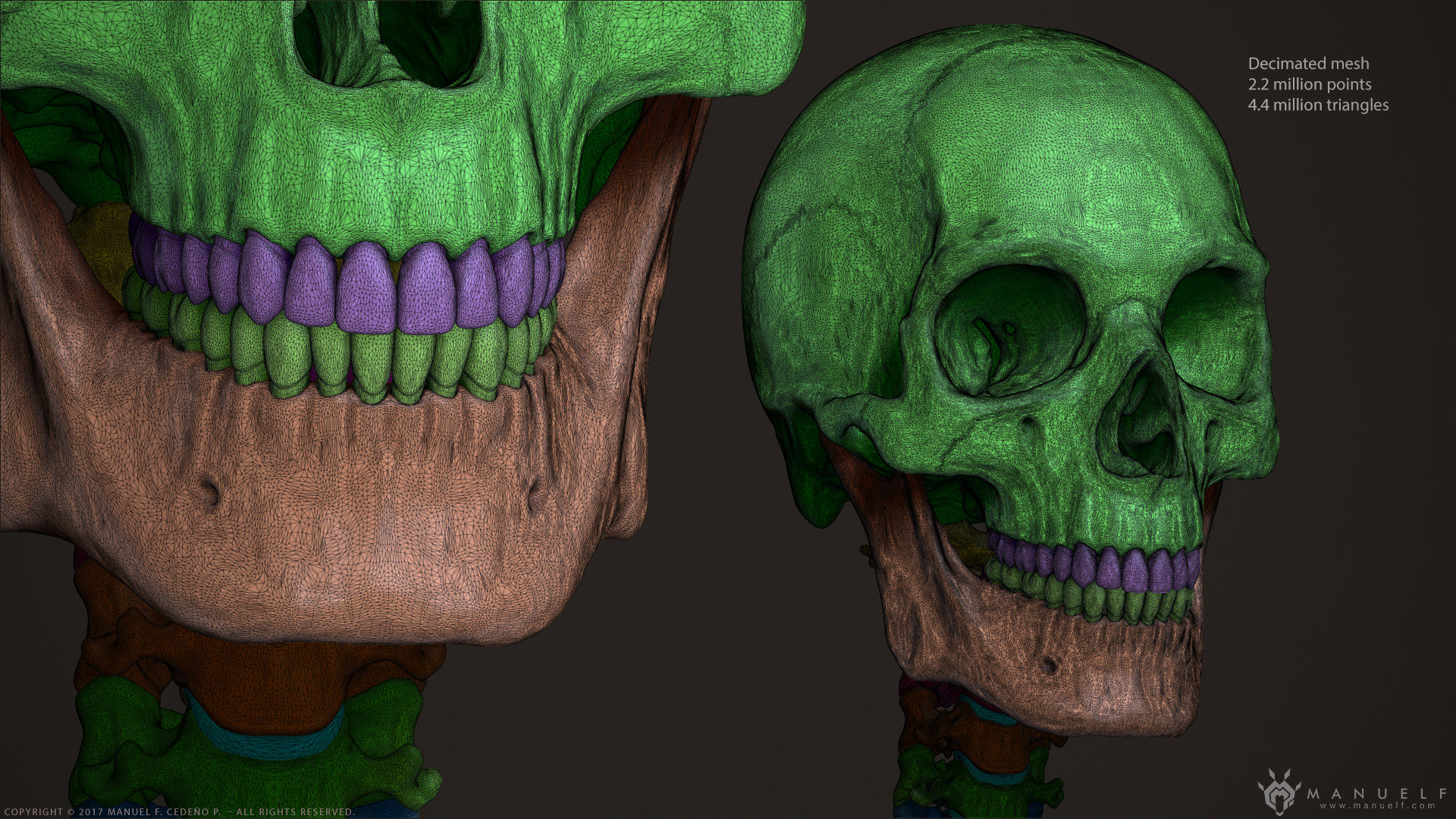 Artstation 3d Human Skeleton Manuel F Cedeno